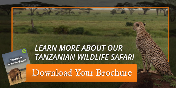 safe safari in Tanzania