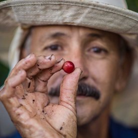 Tour an organic coffee plantation to learn how red coffee cherries turn into your favorite brew.