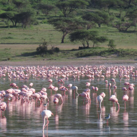 <span>Tanzania:</span> Great Migration Safari 36 A flock of flamingos feeding at a salient lake in the Serengeti.