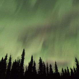 <span>Alaska:</span> Northern Lights Adventure 49 See the Northern Lights dance above Interior Alaska’s taiga forests.