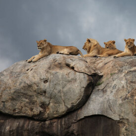 <span>Tanzania:</span> Great Migration Safari 20 Have a front-row view to the lions’ reign over the Serengeti from atop their kopje.
