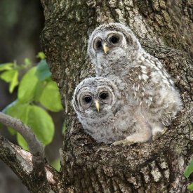 Keep your eyes open for baby barred owls.