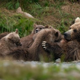 A mother bear surrounded by her young cubs.