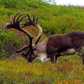 A caribou in the early fall