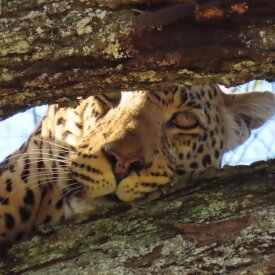 <span>Tanzania:</span> Great Migration Safari 26 Lock eyes with a leopard during our wildlife safaris.