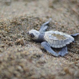 With luck, witness baby sea turtles hatching on the beach.