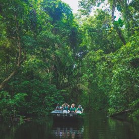 Explore Tortuguero National Park during a boating expedition.