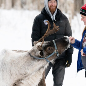 <span>Alaska:</span> Northern Lights Adventure 43 Feed, photograph and hike with the animals at the Running Reindeer Ranch.