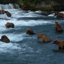 Brooks Falls Bears, by the National Park Service