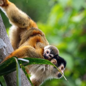 Watch tender moments between families of spider monkeys on our wildlife excursions.