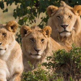 <span>Tanzania:</span> Great Migration Safari 30 View the Serengeti’s regal lion families.