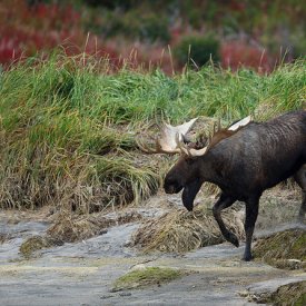 Explore Denali’s national parks and encounter iconic wildlife like moose!