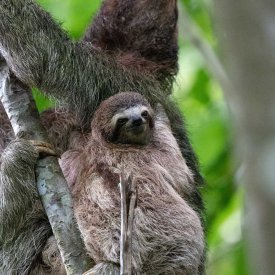 Savor the slower moments in life amongst Costa Rica’s sloths.