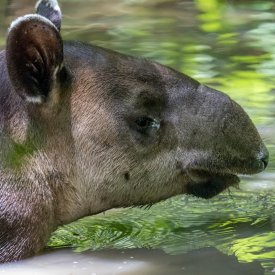 Encounter unique wildlife like the tapir!