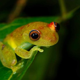 Spot red-eyed tree frogs during a guided night tour.