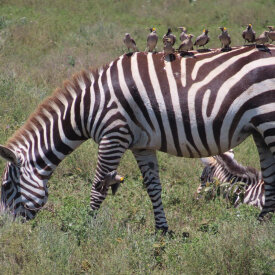 <span>Tanzania:</span> Great Migration Safari 32 A flock of birds rest on a grazing zeebra.