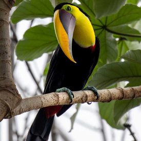 Learn why Costa Rica is the home to ecotourism by seeking wildlife like the chestnut mandibled toucan.