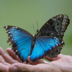 Encounter Blue Morphos, the largest butterfly in the world, during our Arenal Volcano pre-trip extension!