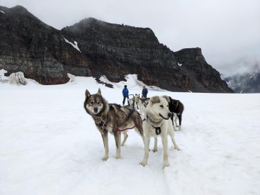 Go dogsledding on a remote glacier!
