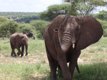 <span>Tanzania:</span> Great Migration Safari 64 Admire the grace of Tanzania’s elephants from Tarangire National Park.