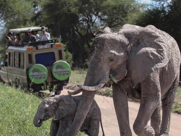 <span>Tanzania:</span> Great Migration Safari 66 Experience elephants up-close in Tarangire National Park.