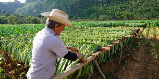 Learn what goes into the world-famous cigars from a 4th generation farmer in Viñales