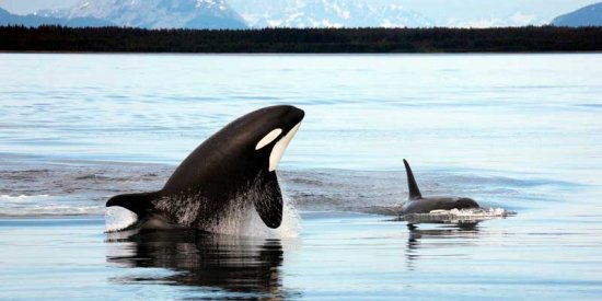 An Orca in Alaska!
