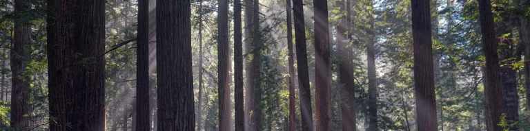 redwoods2 e1395323998423