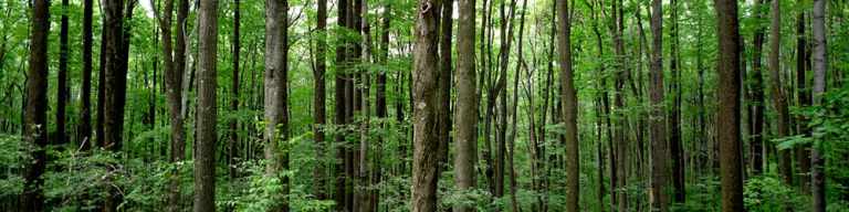 reforestation blog1