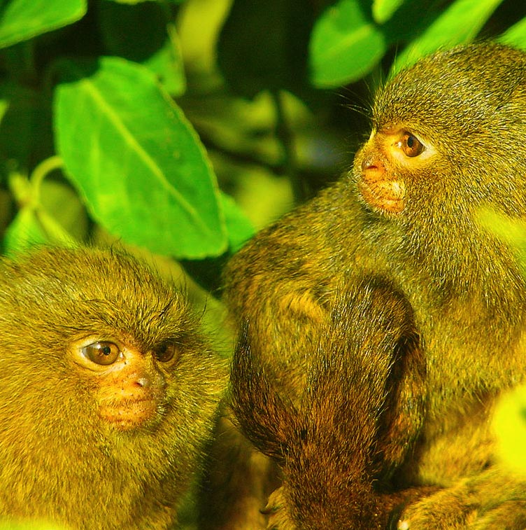 Curious Marmosets