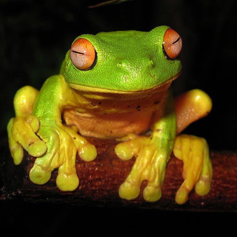 resting tree frog