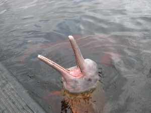 Amazon_river_dolphin,_brazil