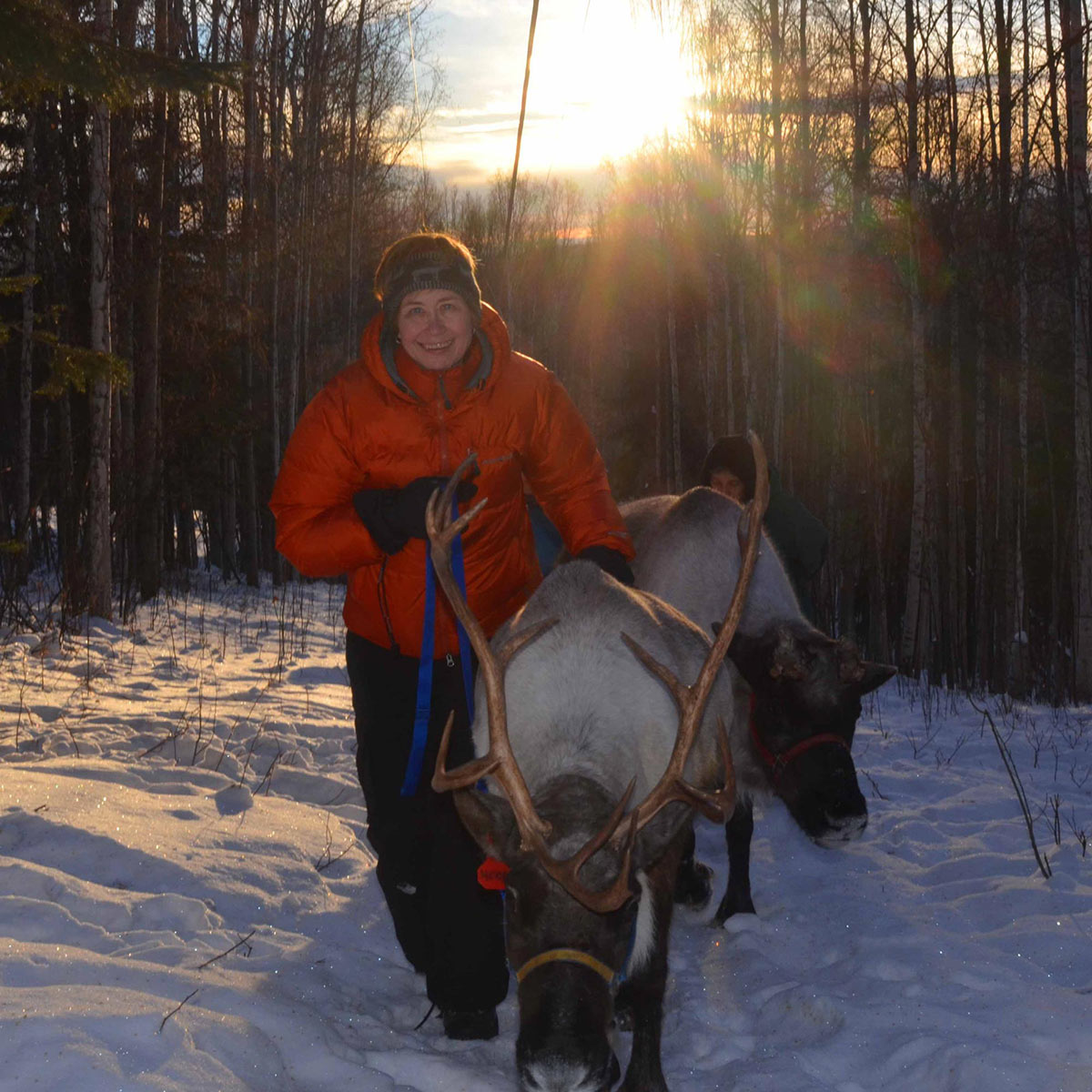 Walking with Reindeer