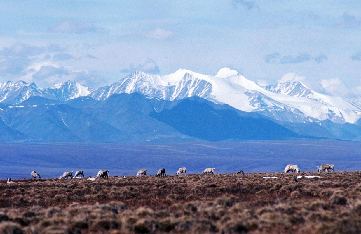Caribou grazing in front of Brooks Mountain Range in the Summer.