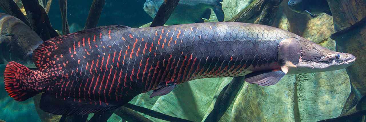 arapaima1