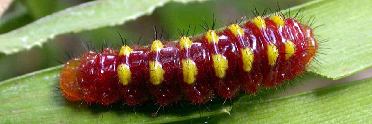 jewel caterpillar1