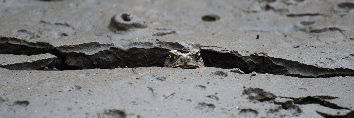 Ecuador Travel-Frogs