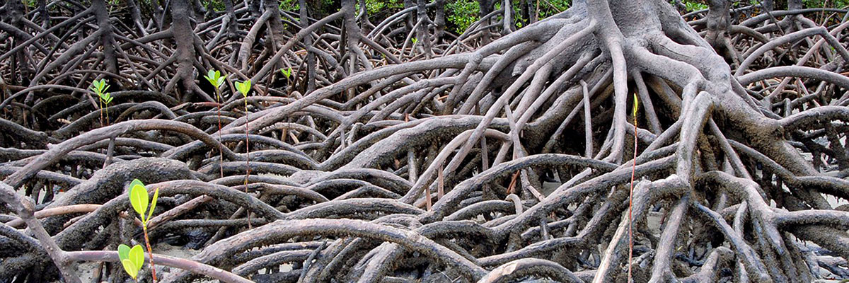 Ecuador Travel - Mangroves