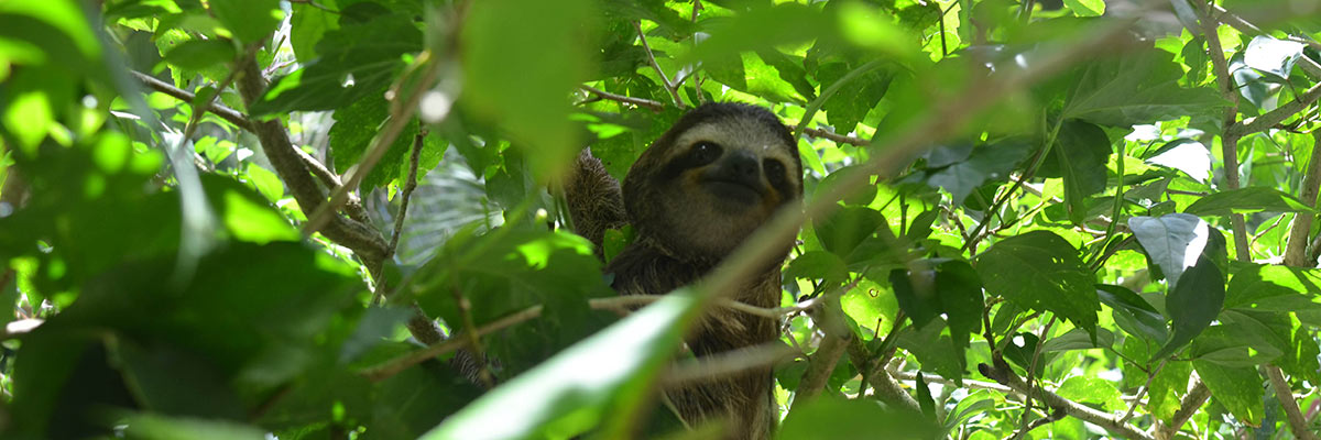 Nature - Sloths