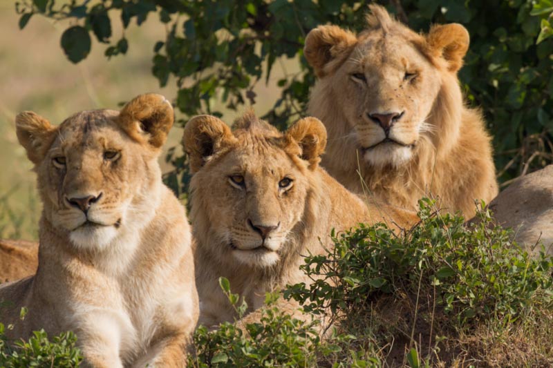 Africa's Big Five and three lions resting in the shade
