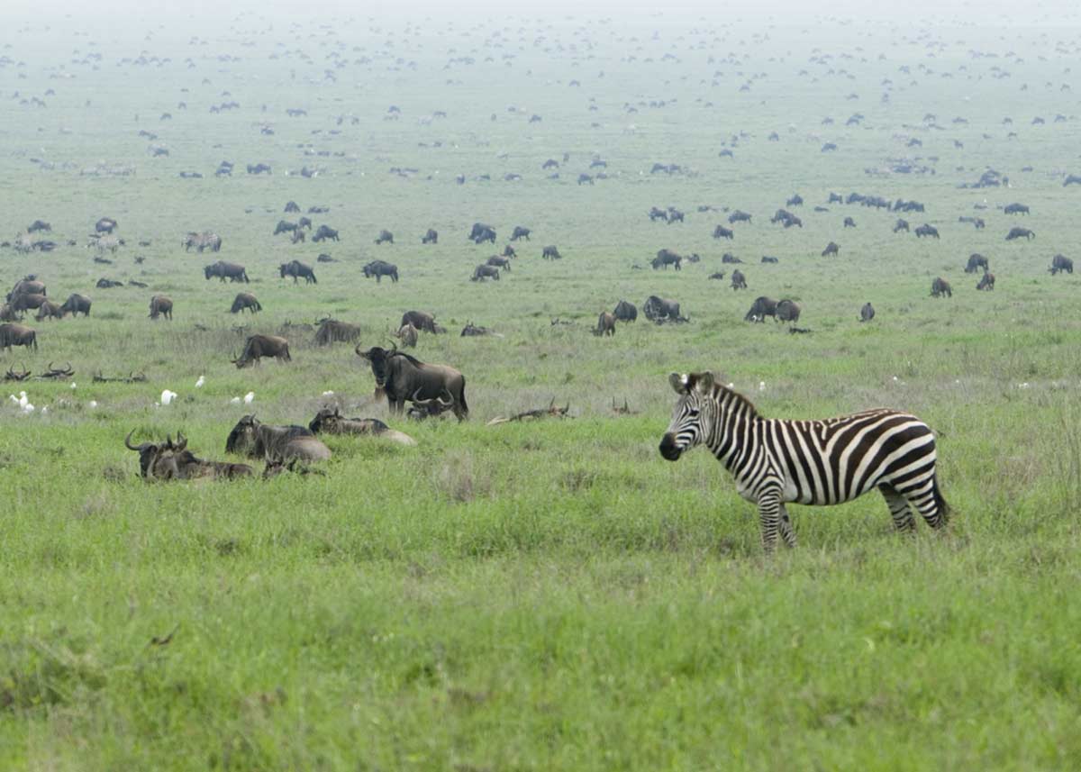 Zebra in_the_Serengeti_Wildebeest_Migration