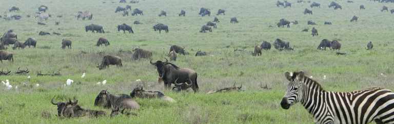 Zebra in the Serengeti Wildebeest Migration