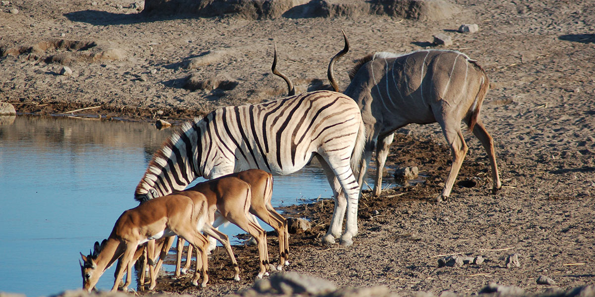 The Best Safari Spots in Africa 3 Wildlife at Kidepo