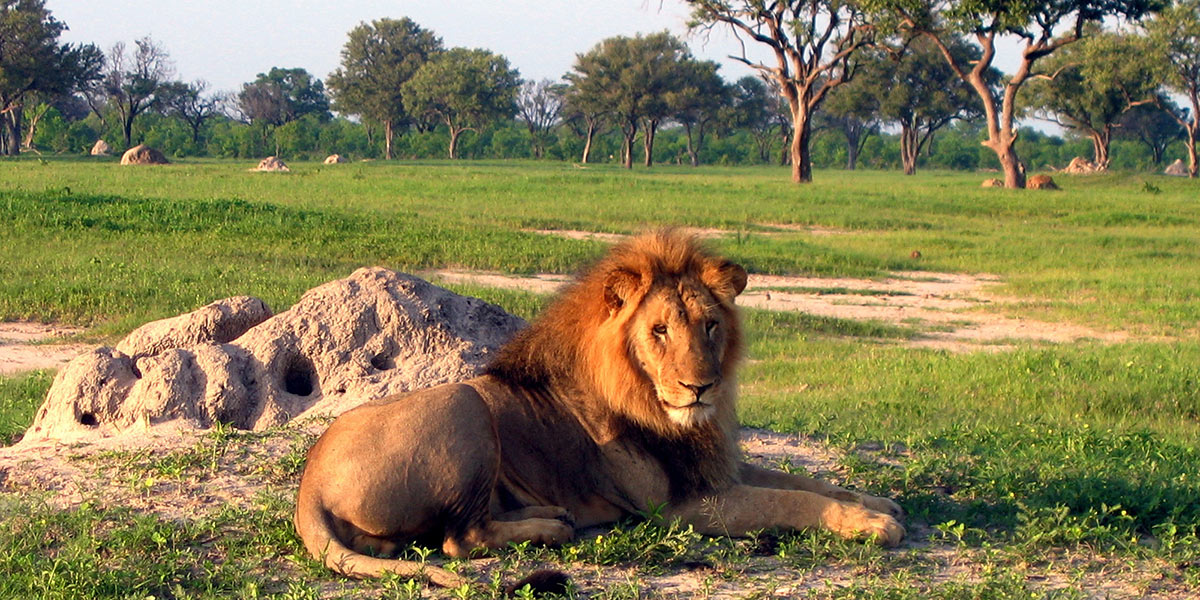 The Best Safari Spots in Africa 8 Wildlife at Hwange Park