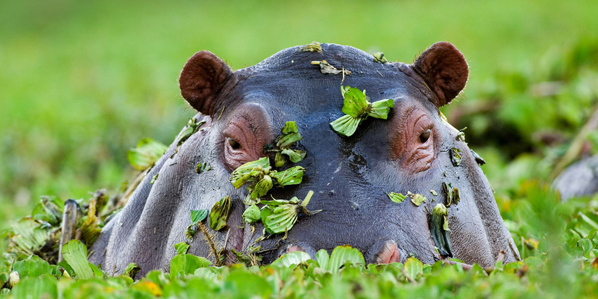 The Best Safari Spots in Africa 2 A hippo at Masai Mara