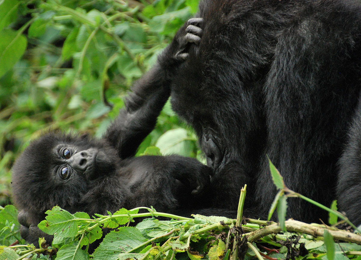 Mother_and_baby_mountain_gorillas._Volcanoes_National_Park,_Rwanda