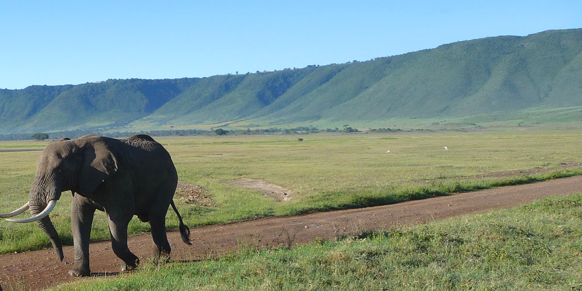 Wildlife in Ngorongoro