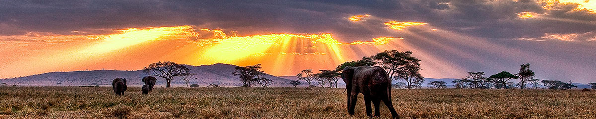 Safari with Elephants