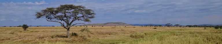 East Africa - Serengeti