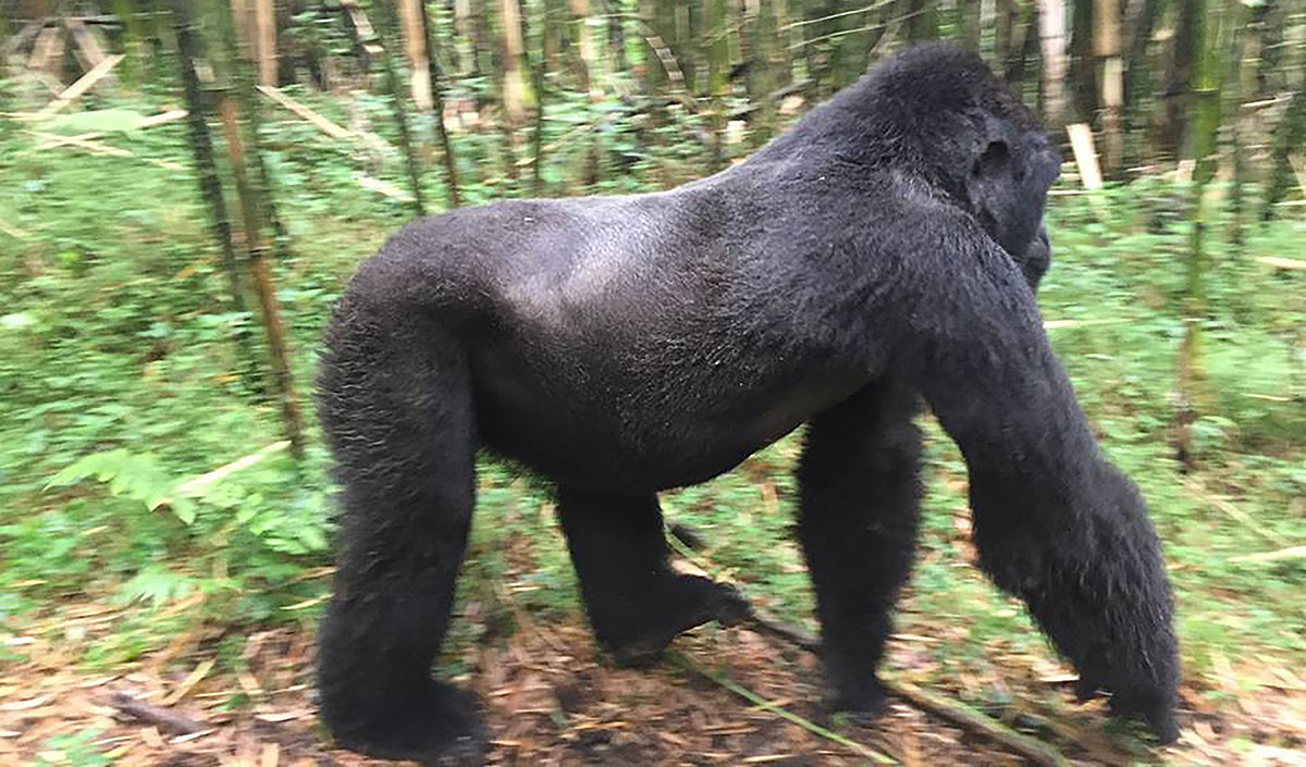 A Silverback Gorilla in Volcanoes National Park, Rwanda